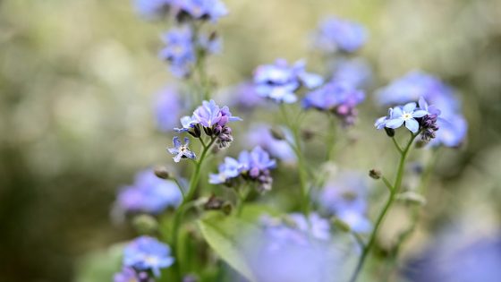 Vergissmeinnicht, blaue Wiesenblume